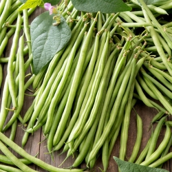Dwarf green French bean "Jaga"; green bean, snap bean