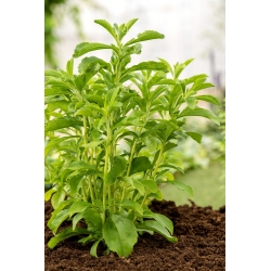 Stevia semená - Stevia rebaudiana - 30 semien