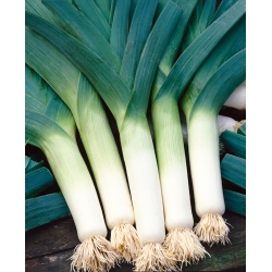 Leek "Tango" - thick pseudostems, resistant to frost up to -10°C - 320 seeds