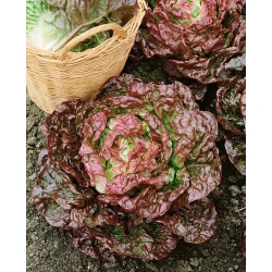 Red butterhead lettuce "Sahim" - 850 seeds