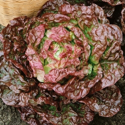 Red butterhead salad "Sahim" - 850 biji - Lactuca sativa L. var. capitata  - benih
