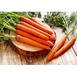 هویج "کراکوویا" - یک نوع ترکیبی خوراکی ، زودرس ، ترکیبی - 