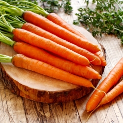 गाजर "क्राकोविया" - एक खाद्य, प्रारंभिक, संकर किस्म - 