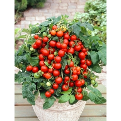 الطماطم "التميمة" - كوكتيل ، متنوعة منخفضة النمو - بذور مغلفة - 100 بذور - Lycopersicon esculentum Mill  - ابذرة
