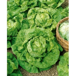Salat Hoved - Humil - 900 frø - Lactuca sativa L. var. Capitata