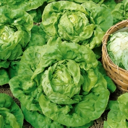 Salat Hode - Humil - 900 frø - Lactuca sativa L. var. Capitata