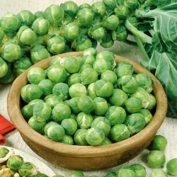 Brussels sprout "Casiopea" - healthy, green Brussel sprouts - 640 seeds