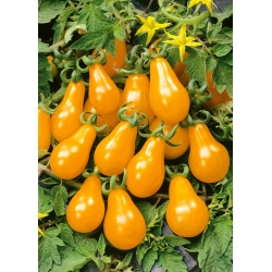 Tomato "Perun" kuning, buah berbentuk pir yang sesuai untuk salad dan garnishing - Lycopersicon esculentum  - benih