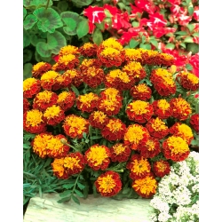 French marigold "Champion Flame"