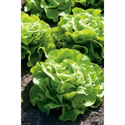 Greenhouse salad "Anielka" - 140 biji - Lactuca sativa L. var. Capitata - benih