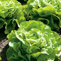 Greenhouse salad "Anielka" - 140 biji - Lactuca sativa L. var. Capitata - benih