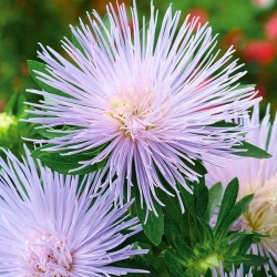 Needle-petal aster "Agnieszka" - light purple - 225 seeds
