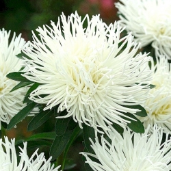 Callistephus chinensis - 500 sementes - branco
