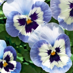 حديقة كبيرة من الزهور المزهرة - اللون الأزرق مع بقعة بيضاء وحمراء "أدونيس" - 320 بذرة - Viola x wittrockiana  - ابذرة