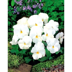 Pensée des Jardins - Viola x wittrockiana - Mont Blanc - 400 graines - blanc