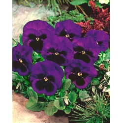 Darželinė našlaitė - Bergwacht - violetinis - 400 sėklos - Viola x wittrockiana