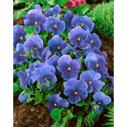 Árvácska fajták - Celestial Blue - kék - 400 magok - Viola x wittrockiana