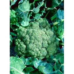 Brokolica "Sebastian" - skorá odroda pre jarné a jesenné pestovanie - 300 semien - Brassica oleracea L. var. italica Plenck - semená