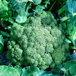 Brokolica "Sebastian" - skorá odroda pre jarné a jesenné pestovanie - 300 semien - Brassica oleracea L. var. italica Plenck - semená