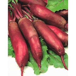 Červená řepa "Alexis" - pozdní odrůda produkující válcovité ovoce - Beta vulgaris - semena