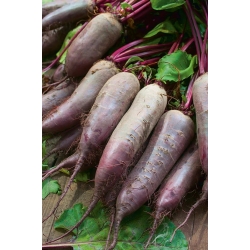 Цвекла "Киер" - цилиндрични, дуги корени - 500 семена - Beta vulgaris