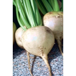 Beetroot "Snow Ball" - white-root variety - 250 seeds