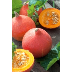 Pumpkin Justynka seeds - Cucurbita maxima - 21 seeds