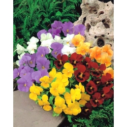 Horned pansy - variety mix - 240 seeds
