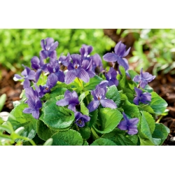 Sweet Violet, English Violet seeds - Viola odorata - 120 seeds