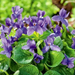スウィートバイオレット、イングリッシュバイオレットの種子 -  Viola odorata  -  120種子 - シーズ