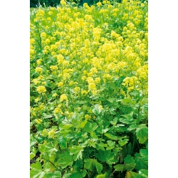 Mustard pengguna putih - 1 kg - 130000 biji