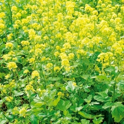 Mustard pengguna putih - 5 kg - 650000 biji - Sinapis arvensis - benih