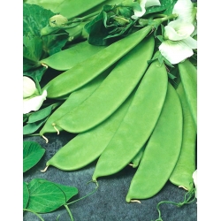 Шећерни грашак "Бајка" - касна сорта; третирано семе - 4 семена - Pisum sativum