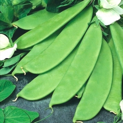 Захарен грах "Байка" - късен сорт; третирани семена - 4 семена - Pisum sativum