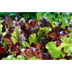 Mini jardín - Hojas frescas, coloridas y cortadas - para cultivos en terrazas y balcones - 