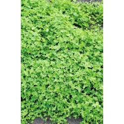 Semanggi serupa "Aurora" - 1 kg - Trifolium hybridum - biji