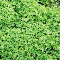Alsike yonca "Aurora" - 1 kg - Trifolium hybridum - tohumlar