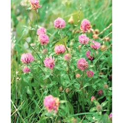 Aasristik - Dajana - 1 kg - 540000 seemned - Trifolium pratense