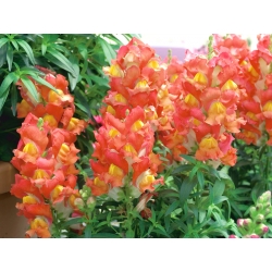 Low-growing snapdragon "Portos" - orange