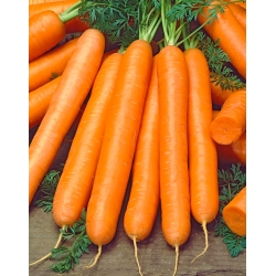 Carrot "Nephry F1" - small-root type, vividly coloured variety - 4250 seeds 