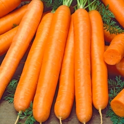 Carrot "Nephry F1" - small-root type, vividly coloured variety - 4250 seeds 