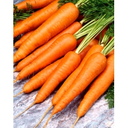 गाजर "रोडोस एफ 1" - छोटे-रूट प्रकार, मध्यम-प्रारंभिक किस्म - 4250 बीज - 
