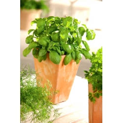 미니 정원 - 녹색 바질 - 발코니 및 테라스 문화 용 - Ocimum basilicum  - 씨앗