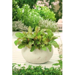 Mini vrt - Mangold (repa) za svježe, rezano lišće - za kulture balkona i terasa - Beta vulgaris  - sjemenke