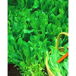 Mini garden - Chicory for fresh, cut leaves - for balcony and terrace cultures