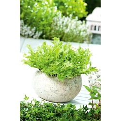 Mini záhrada - Endive pre čerstvé, rezané listy - pre balkón a terasu kultúry - Cichorium endivia - semená