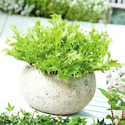 Mini záhrada - Endive pre čerstvé, rezané listy - pre balkón a terasu kultúry - Cichorium endivia - semená