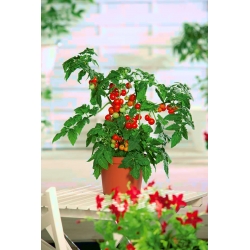 Mini vrt - rdeči češnjev paradižnik - za gojenje na balkonih in terasah - Lycopersicon esculentum - semena