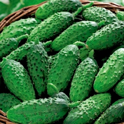 Cucumber "Rufus" - gherkin, pickling variety - 90 seeds