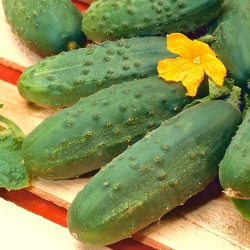 Cucumber "Victoria F1" - field variety with vividly green fruit with small warts - 175 seeds